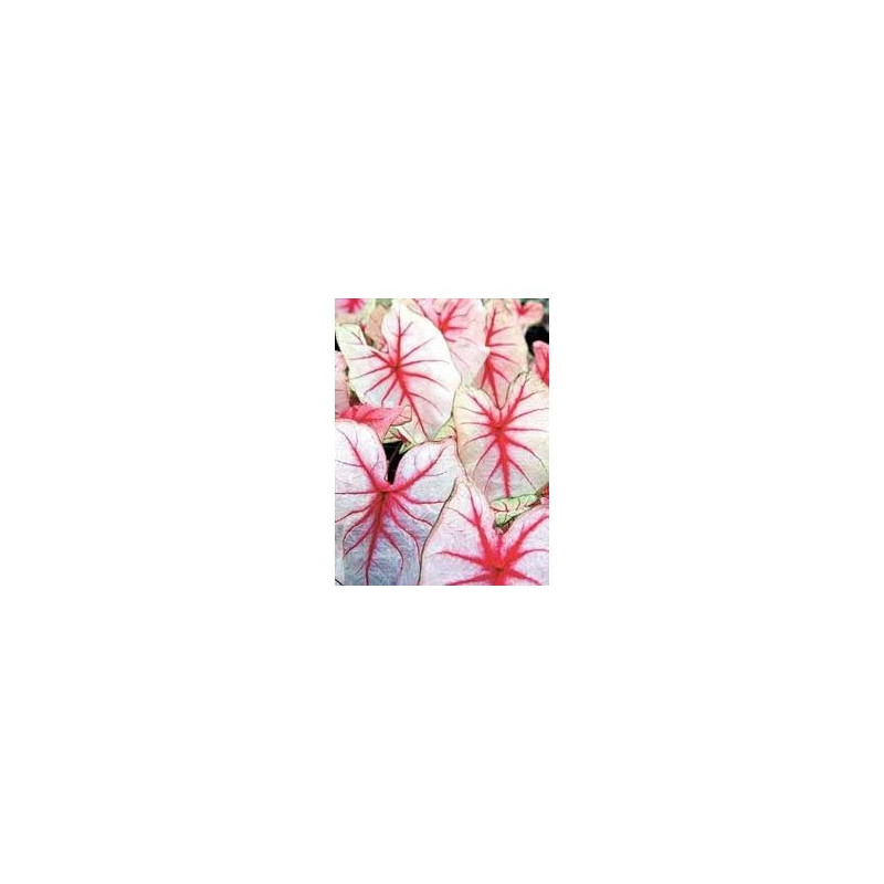Caladium seguinum Urtinktur 125ml