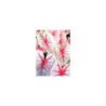 Caladium seguinum Urtinktur 125ml