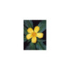 Damiana ( Turnera diffusa) Urtinktur 125ml