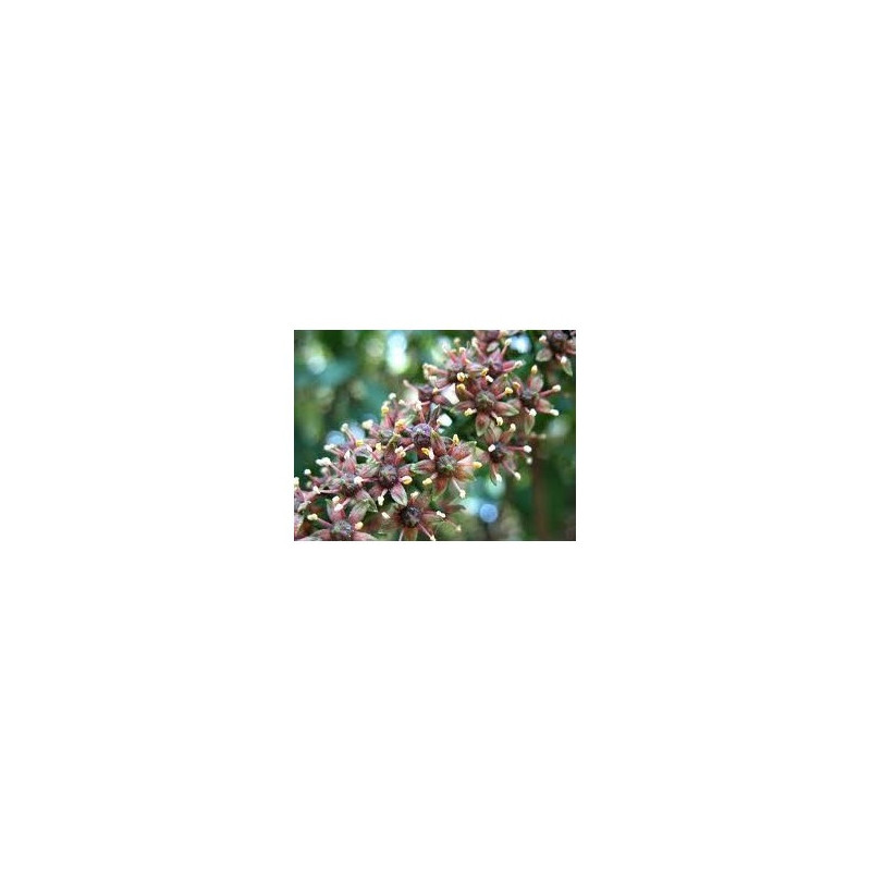 Pilocarpus jaborandi  (Jaborandi) Urtinktur 125ml