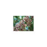 Pilocarpus jaborandi  (Jaborandi) Urtinktur 125ml