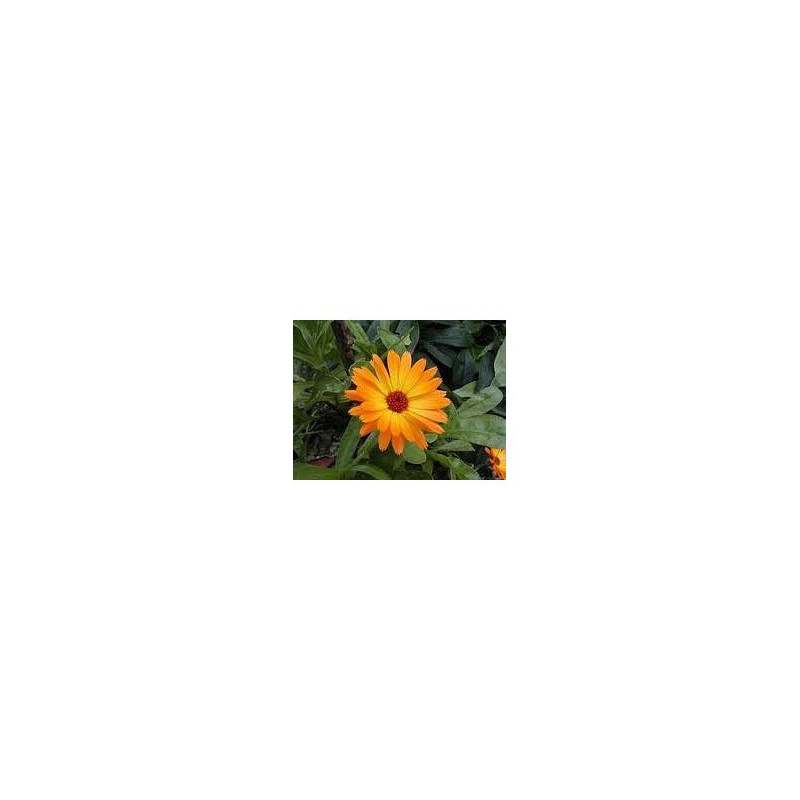Calendula officinalis Urtinktur 125ml