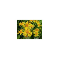 Ringelblume (Arnica...