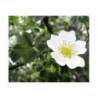 Weissdorn (Crataegus oxyacantha - Crataegutt )  250g